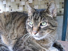 Micky sous la table 2